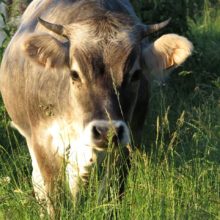 Samedi 8 septembre : Pour démarrer cette année scolaire en beauté, l’AFFB vous propose une visite familiale à la ferme biodynamique du Domaine du Geissberg ! Nous vous attendons nombreux !